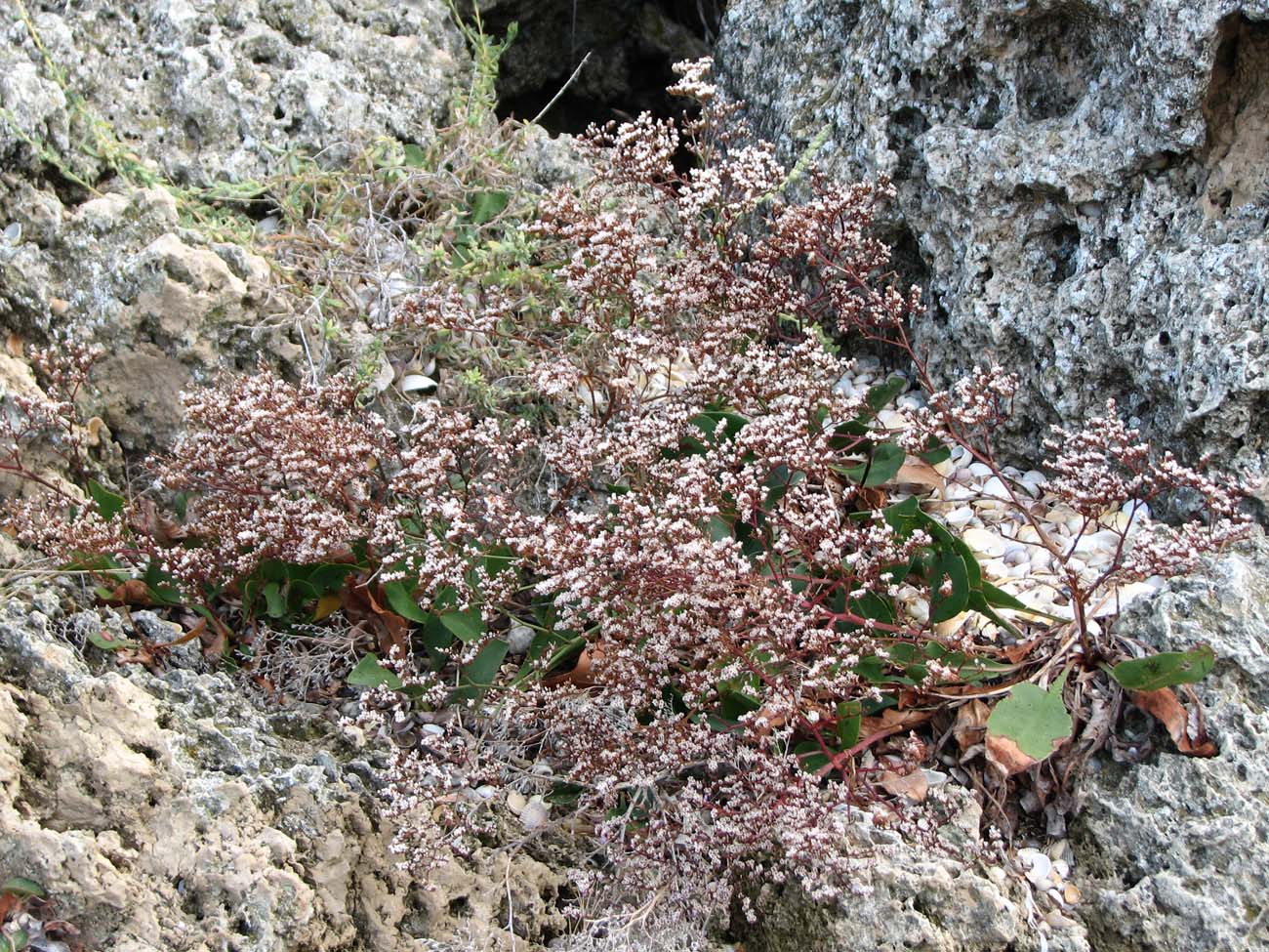 Изображение особи Limonium scoparium.