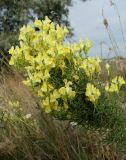 Linaria ruthenica. Верхушка цветущего растения. Ростовская обл., Азовский р-н, побережье Таганрогского залива, устье р. Кагальник, окр. с. Займо-Обрыв. 31.08.2011.