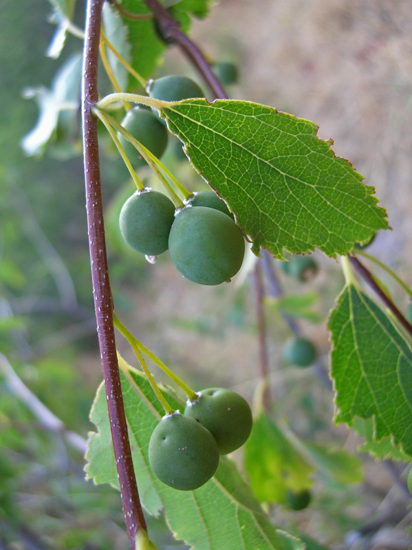 Изображение особи Celtis caucasica.