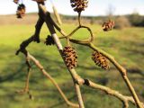 Alnus glutinosa