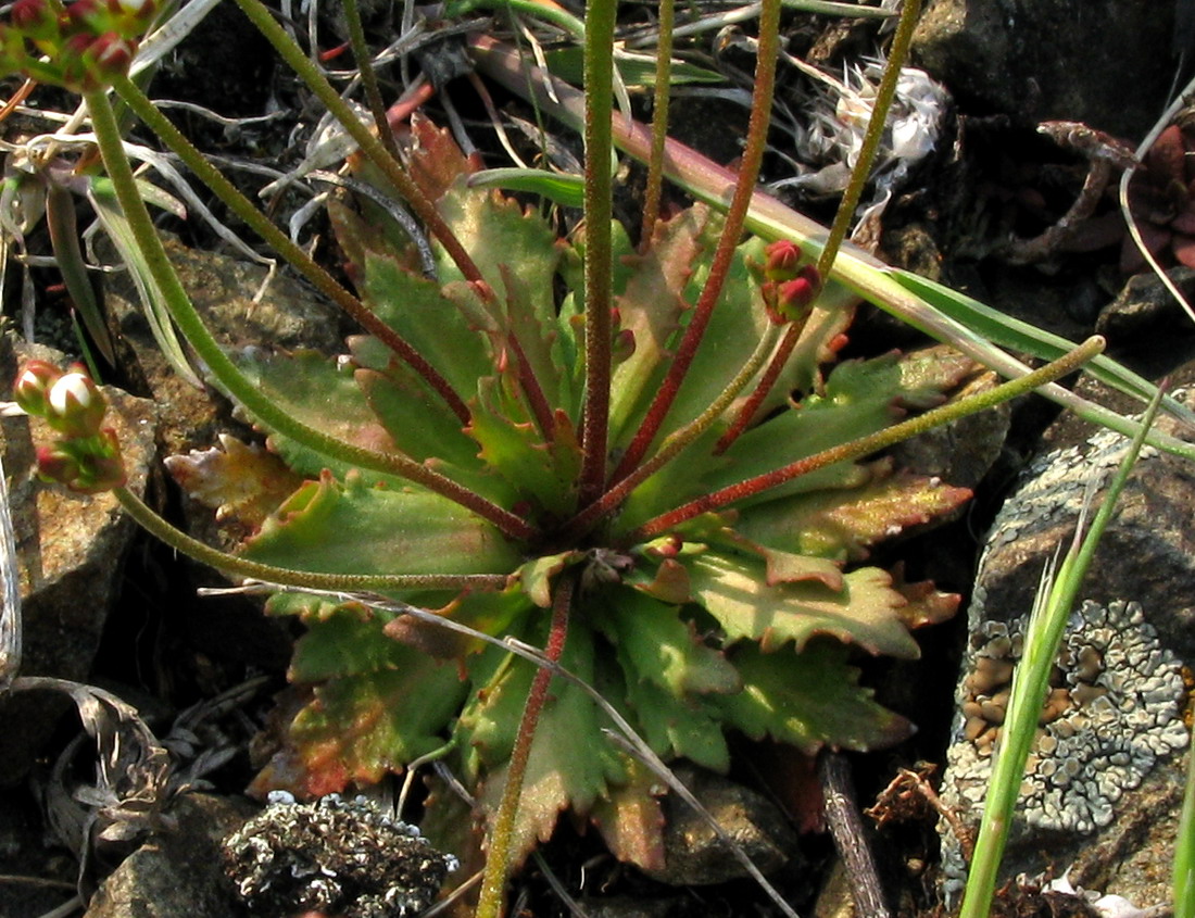 Image of Androsace lactiflora specimen.