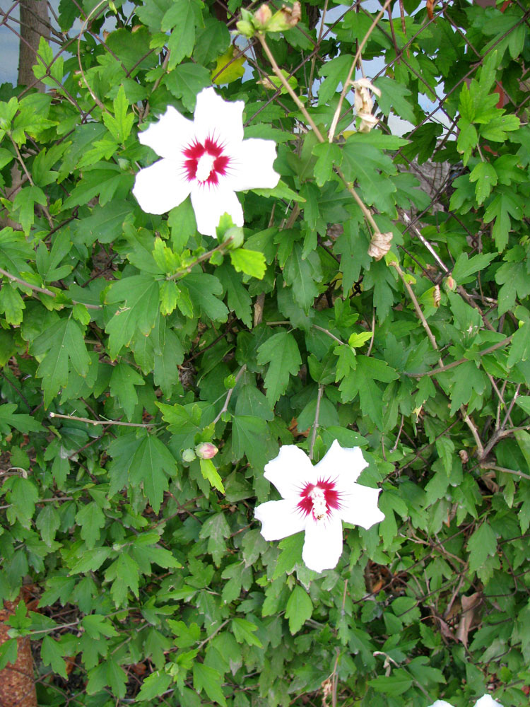 Image of Hibiscus syriacus specimen.