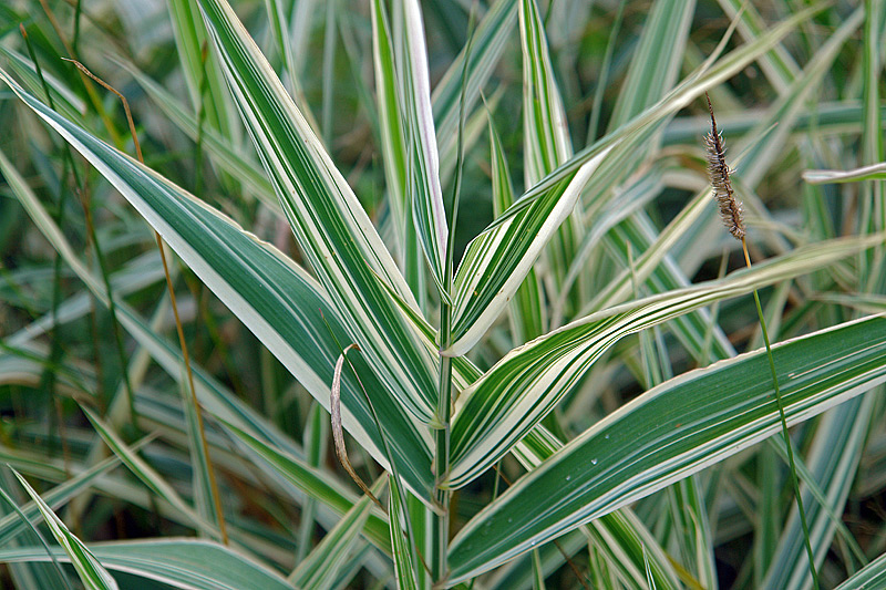 Изображение особи Phalaroides japonica.