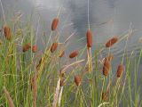 Typha laxmannii