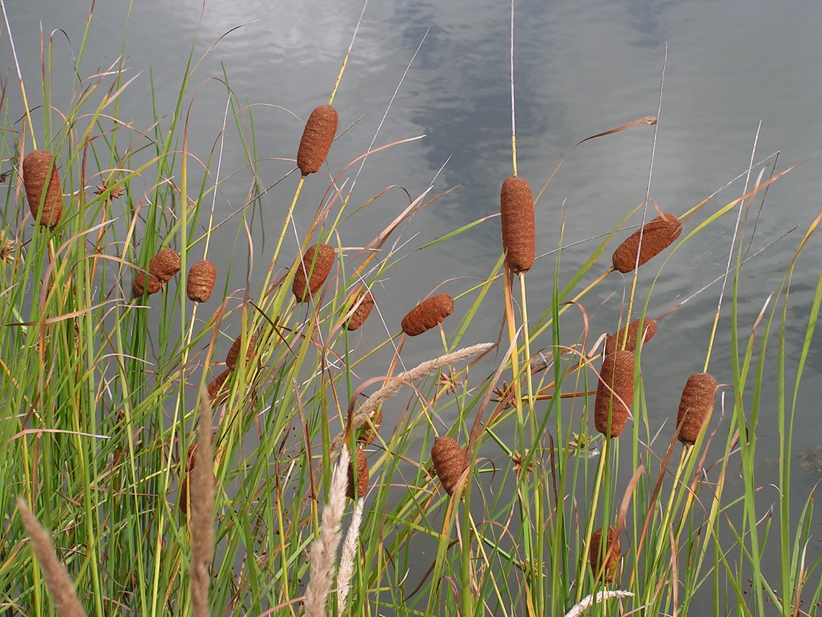 Изображение особи Typha laxmannii.