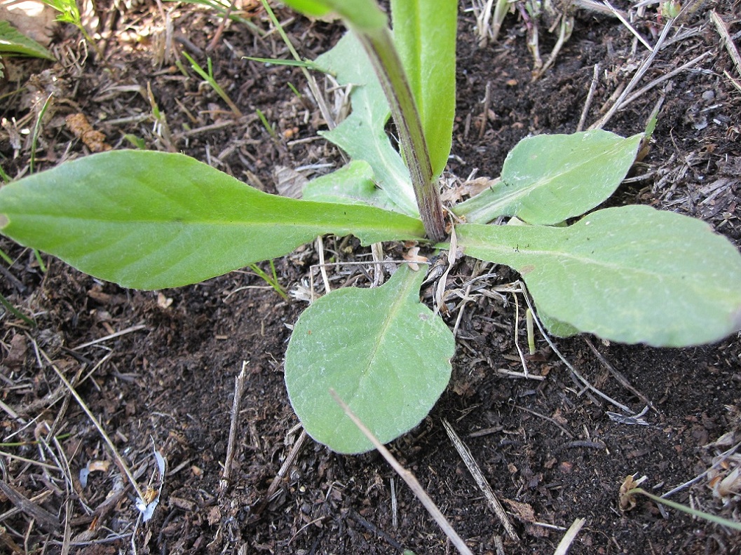 Image of Tephroseris integrifolia specimen.