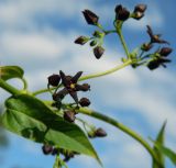 Vincetoxicum scandens. Часть побега с соцветиями. Украина, Донецкая обл., Артёмовский р-н, окр. с. Дроновка. 20.05.2012.