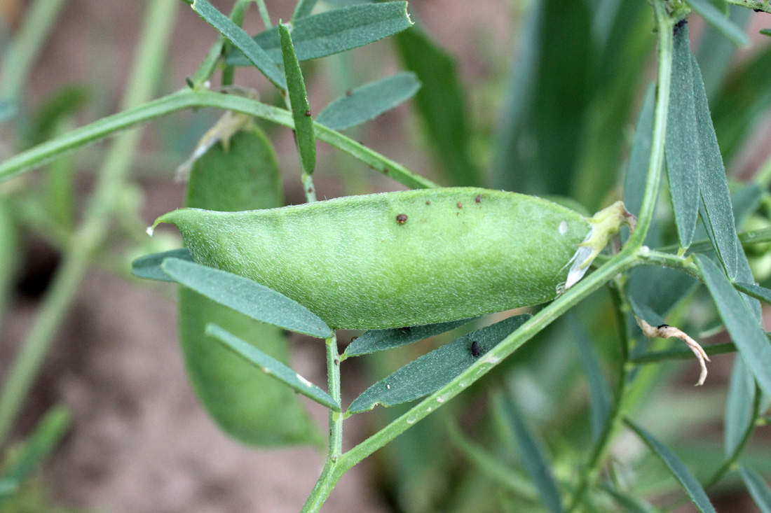 Image of Vicia michauxii specimen.