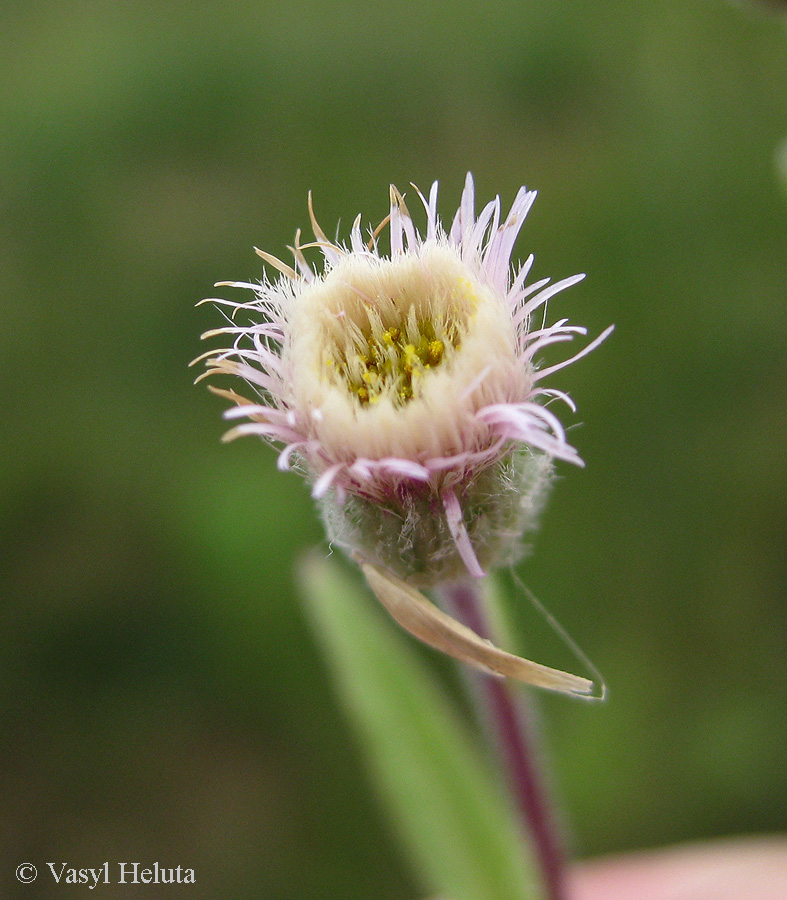 Image of Erigeron acris specimen.