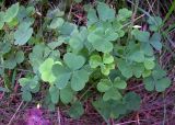 Oxalis stricta. Молодое растение с бутонами. Курская обл., Железногорский р-н, ур. Кармановская дача. 24 июля 2007 г.