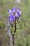 Gentiana olivieri