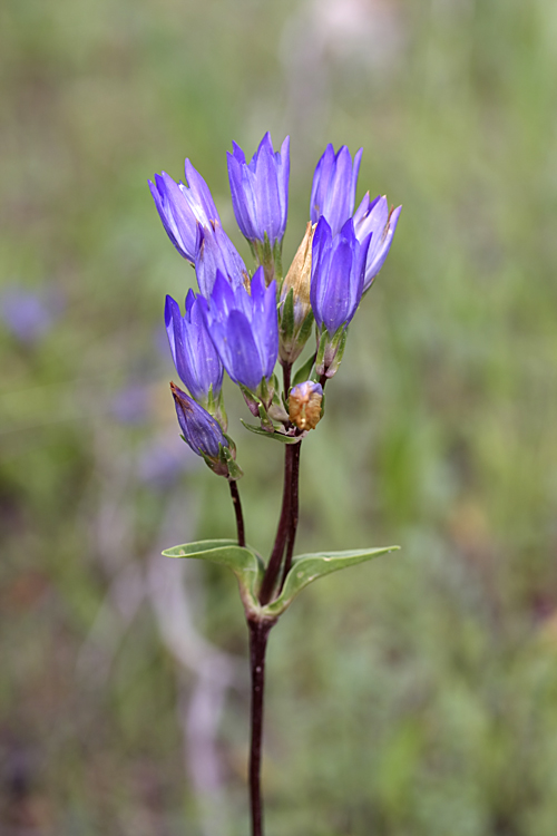 Image of Gentiana olivieri specimen.