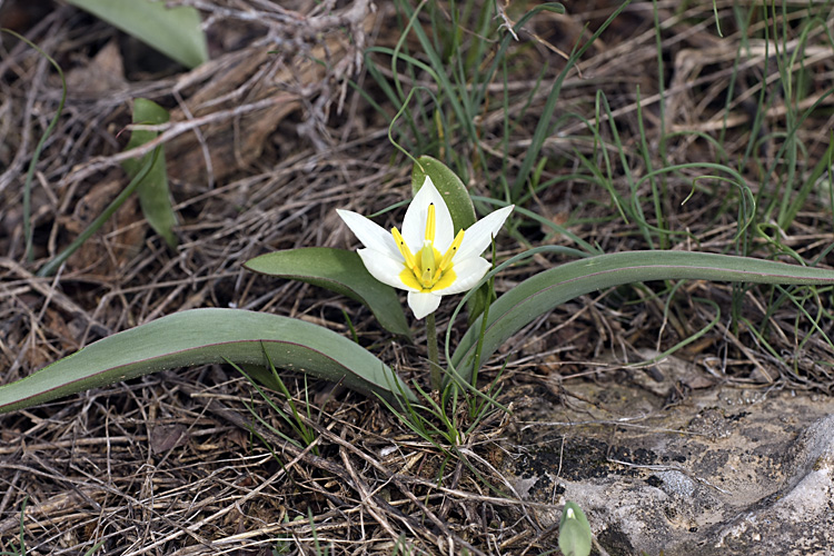 Изображение особи Tulipa bifloriformis.