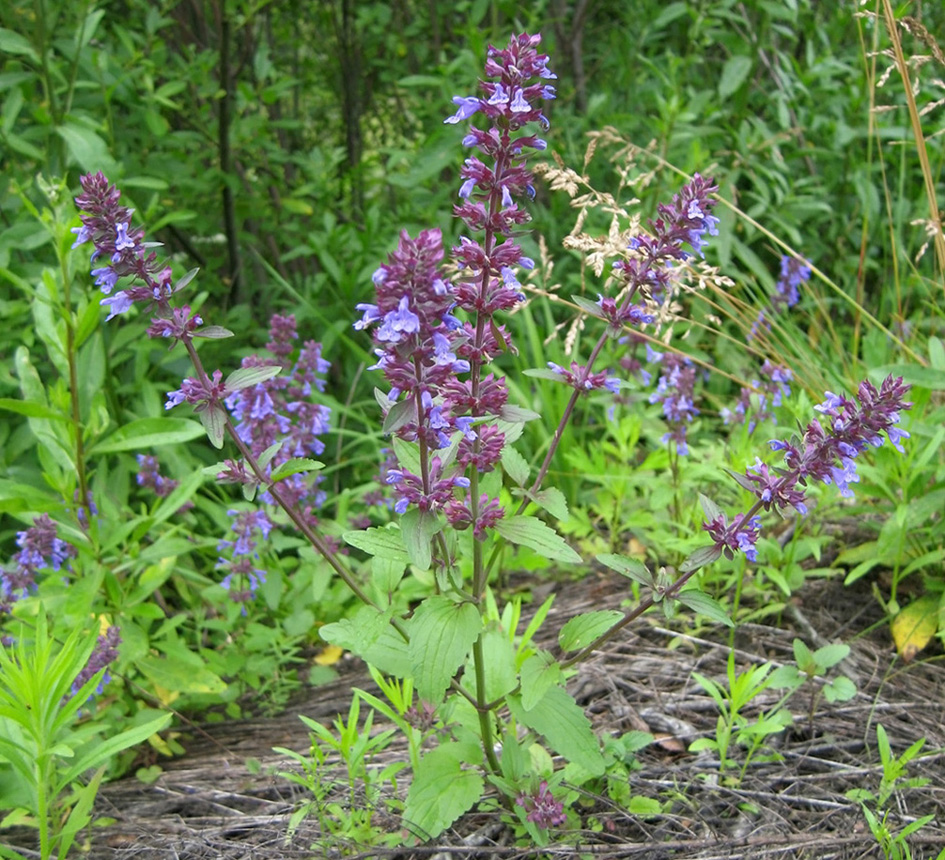 Изображение особи Dracocephalum nutans.