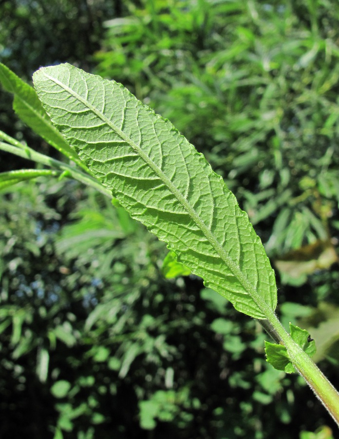 Image of Salix myrsinifolia specimen.