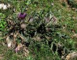 Cirsium richterianum подвид giraudiasii