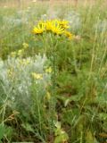 Senecio jacobaea