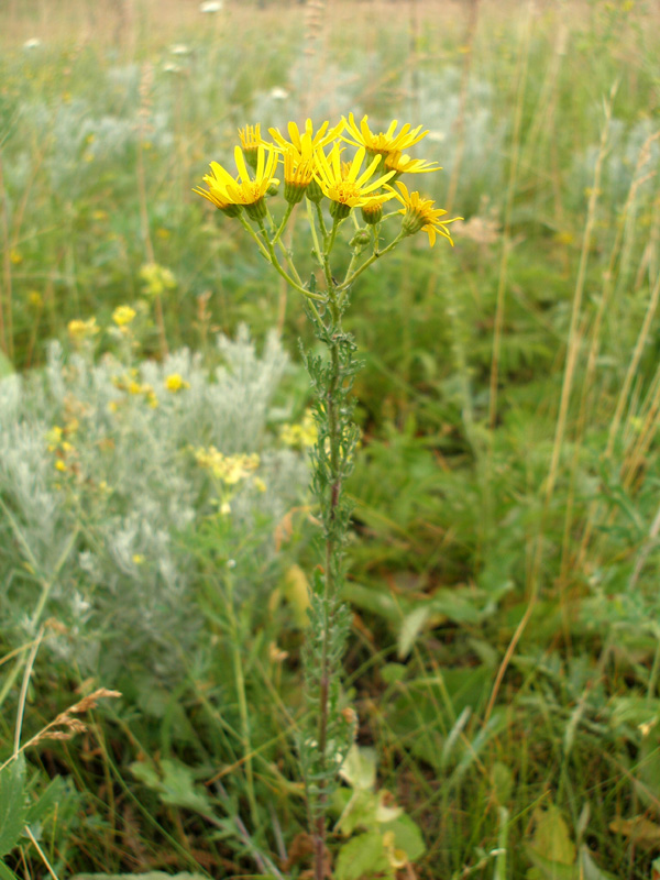 Изображение особи Senecio jacobaea.