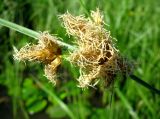 Bolboschoenus maritimus. Соцветие. Астраханская обл., Приволжский р-н, р. Рыча у выхода из р. Волга. 12.08.2012.