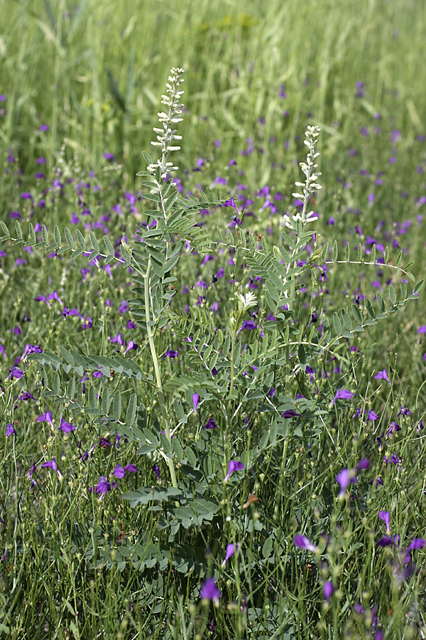 Изображение особи Goebelia pachycarpa.