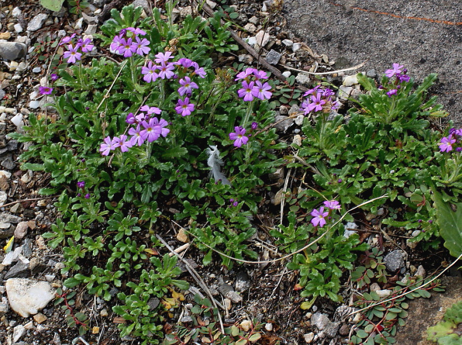 Изображение особи Erinus alpinus.