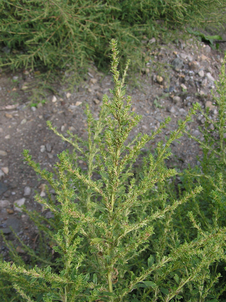 Image of Amaranthus albus specimen.