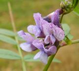 Vicia sepium. Цветки в каплях дождя. Подмосковье, окр. г. Одинцово, смешанный лес. 12.10.2012.