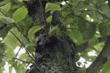 Ostrya carpinifolia. Побеги на стволе молодого дерева. Нидерланды, г. Venlo, \"Floriada 2012\". 11.09.2012.