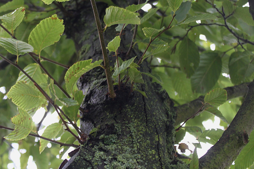 Изображение особи Ostrya carpinifolia.