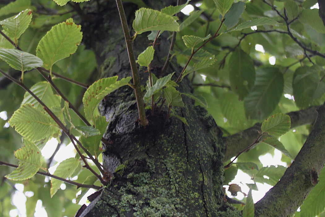 Изображение особи Ostrya carpinifolia.