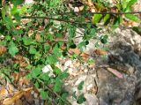 Cytisus sessilifolius