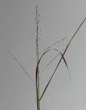 Panicum virgatum. Соцветие- метёлка. Германия, г. Кемпен, в парке. 23.10.2012.
