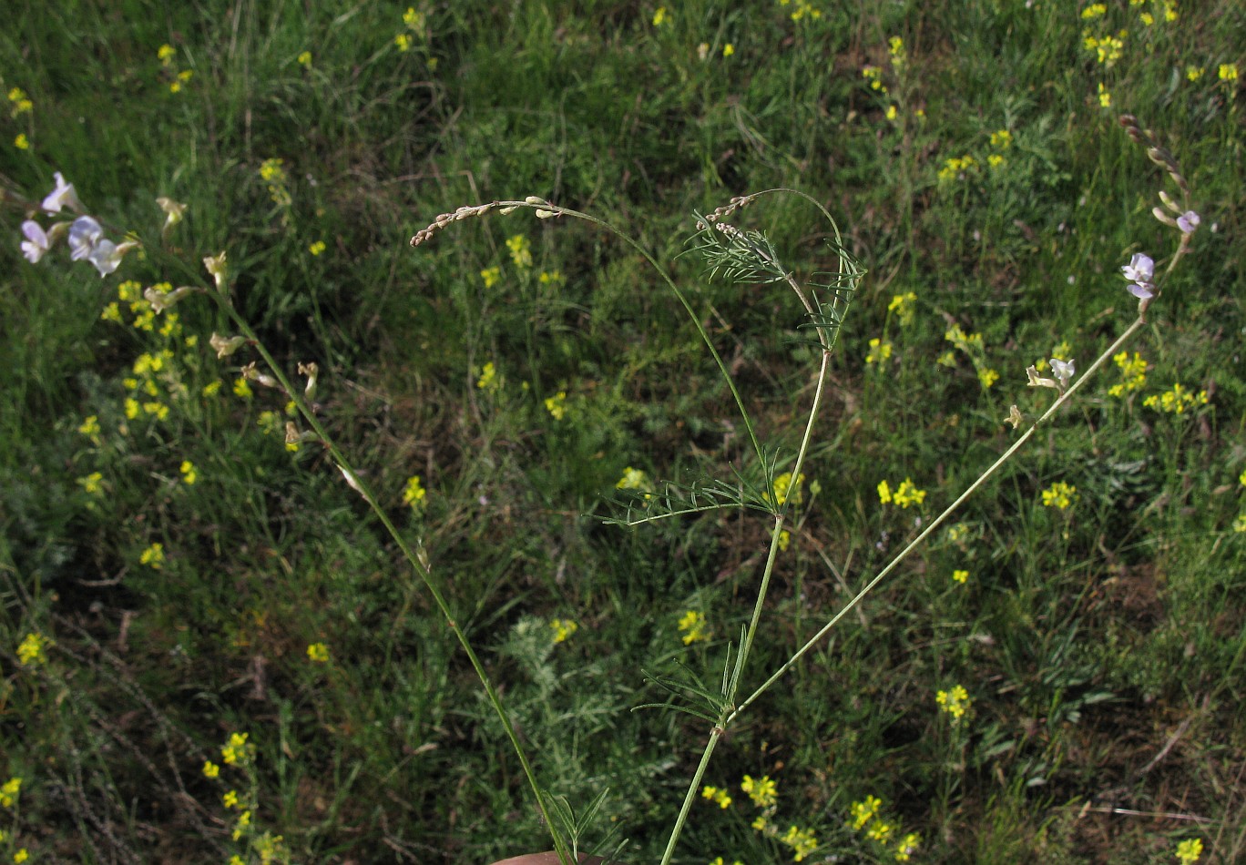 Image of Astragalus austriacus specimen.