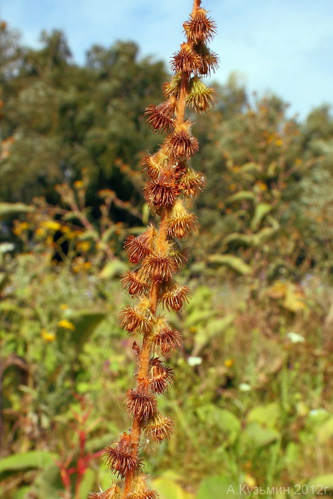 Изображение особи Agrimonia asiatica.