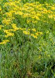 Senecio jacobaea