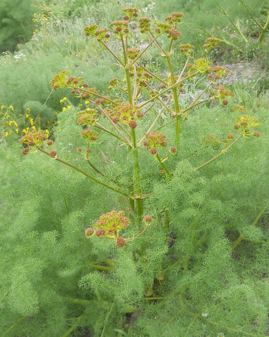 Image of Prangos ferulacea specimen.