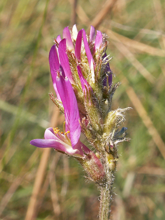 Изображение особи Astragalus onobrychis.