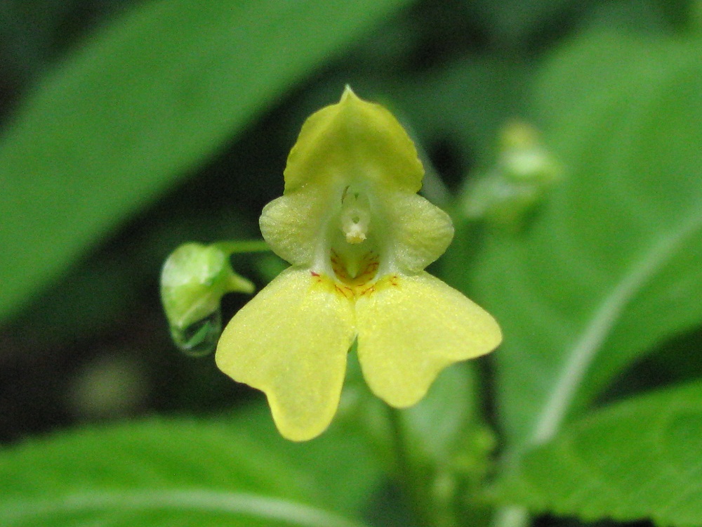 Image of Impatiens parviflora specimen.