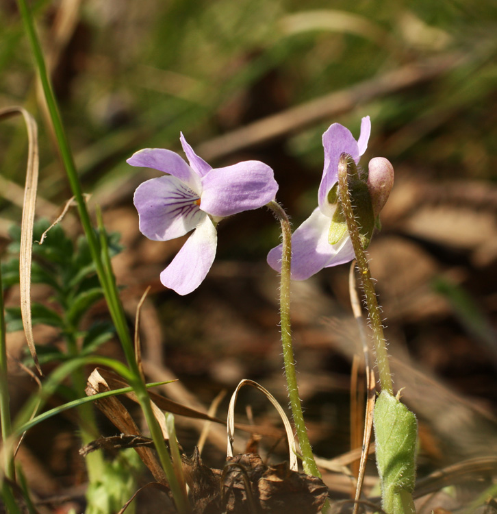 Image of Viola collina specimen.