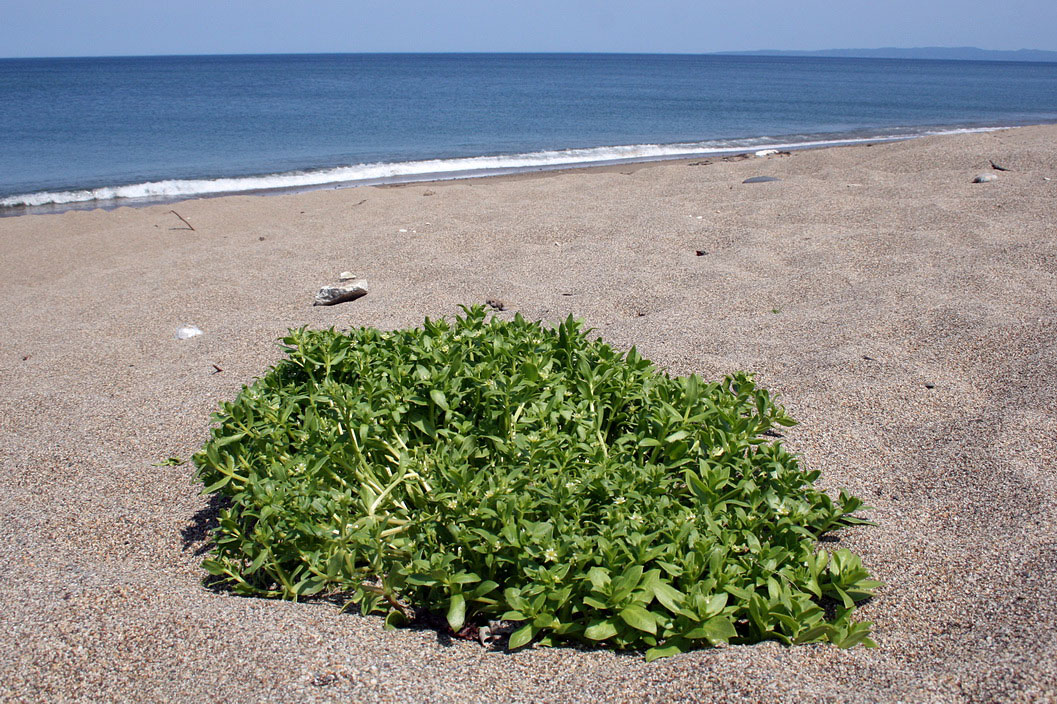 Image of Honckenya peploides ssp. major specimen.