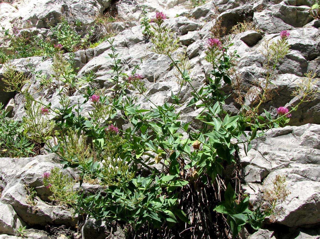 Изображение особи Centranthus ruber.