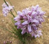 Allium bidentatum