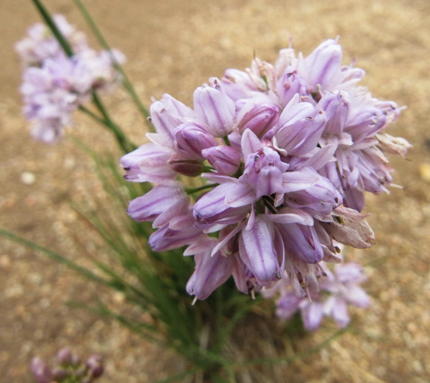 Image of Allium bidentatum specimen.