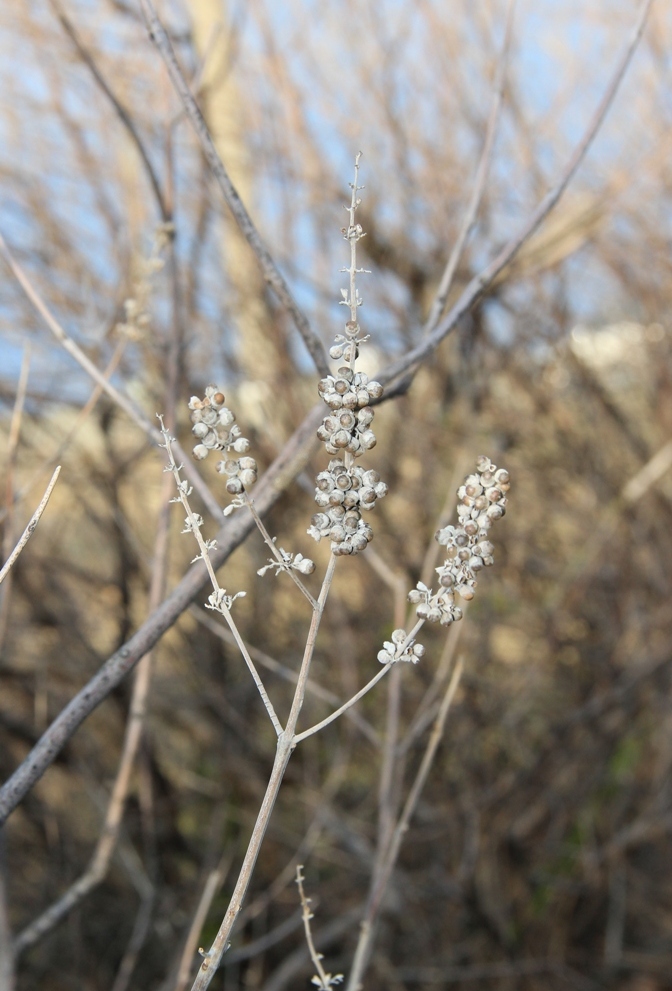 Изображение особи Vitex agnus-castus.