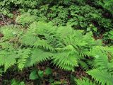 Athyrium sinense