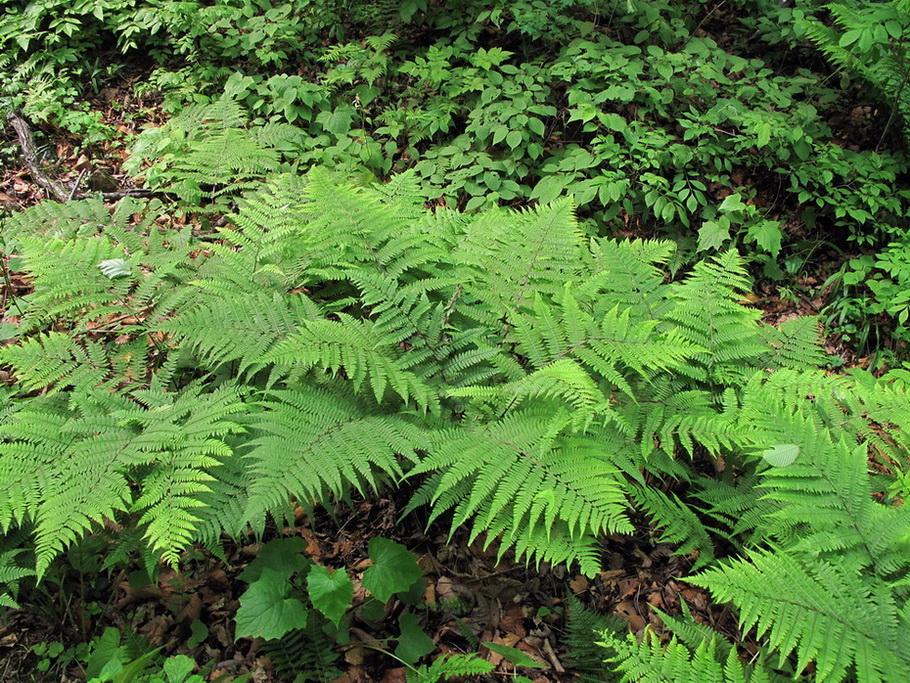 Image of Athyrium sinense specimen.