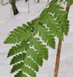 Dryopteris carthusiana. Часть вайи. Смоленская обл., Смоленский р-н, окр. пос. Каспля, сосновые лесопосадки. 07.02.2013.