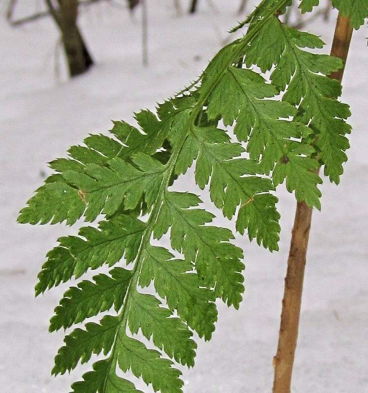 Изображение особи Dryopteris carthusiana.