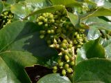 Parthenocissus tricuspidata. Соплодие с завязавшимися плодами и листья. Германия, земля Бавария, округ Нижняя Франкония, г. Вюрцбург, набережная р. Майн. 21.07.2012.