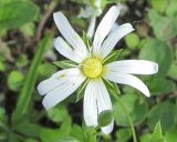 Stellaria holostea